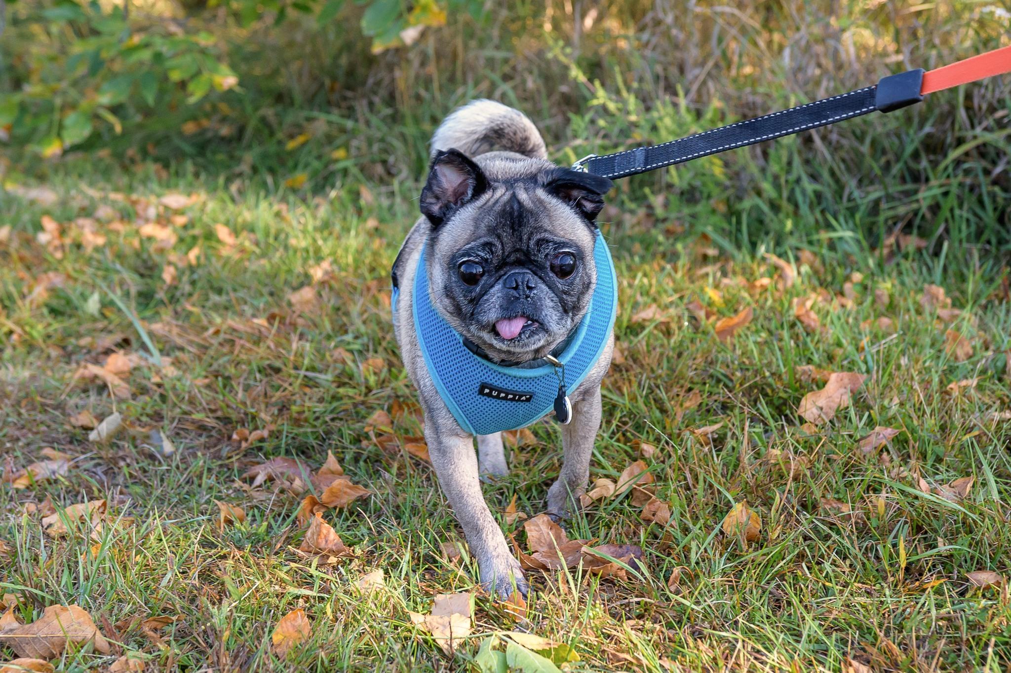 Owen, an adoptable Pug in Fort Calhoun, NE, 68023 | Photo Image 5
