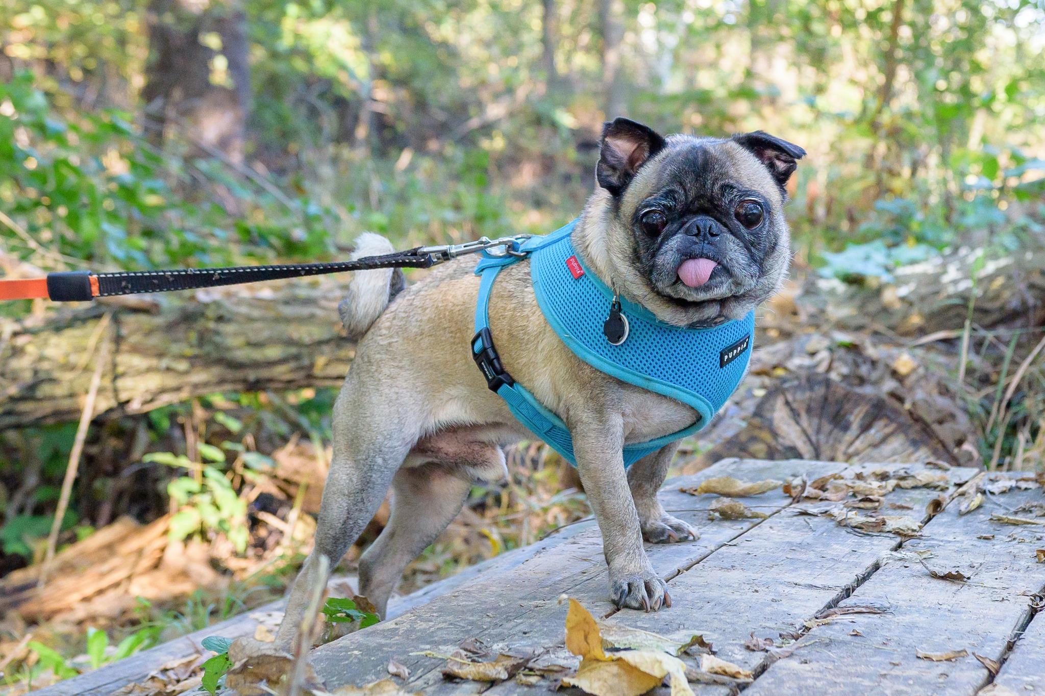 Owen, an adoptable Pug in Fort Calhoun, NE, 68023 | Photo Image 2