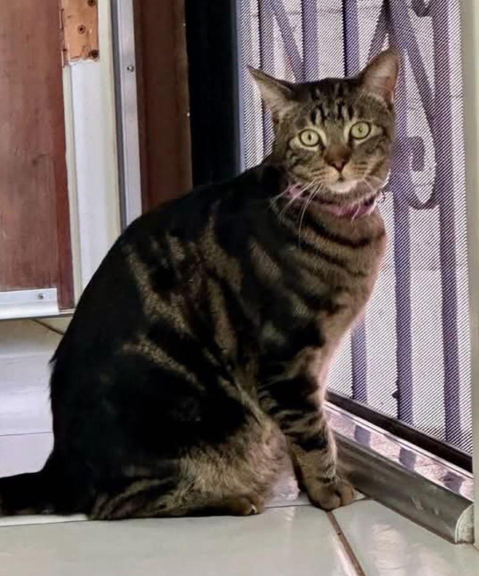 Enlarge Benji, a Adoptable Domestic Short Hair in Gilbert, AZ image 1/3