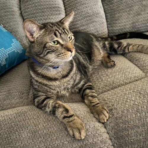 Enlarge Benji, a Adoptable Domestic Short Hair in Gilbert, AZ image 2/3