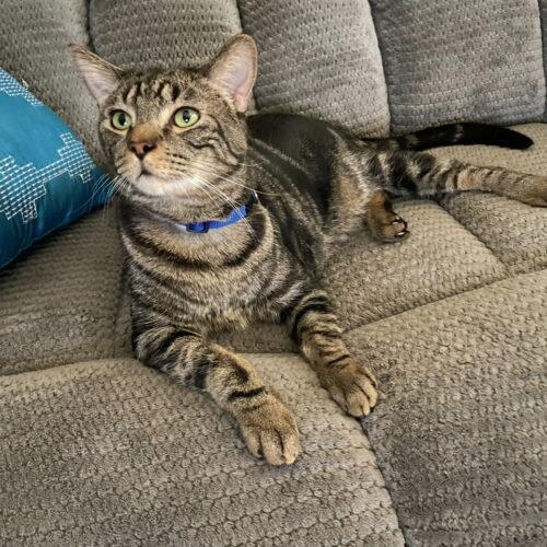 Enlarge Benji, a Adoptable Domestic Short Hair in Gilbert, AZ image 3/3