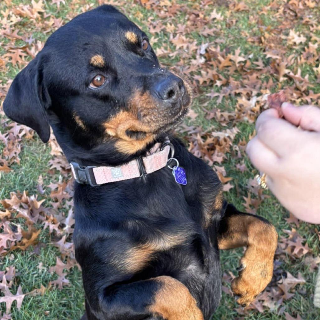 Enlarge Beautiful, a Adoptable mixed breed in Olathe, KS image 1/6