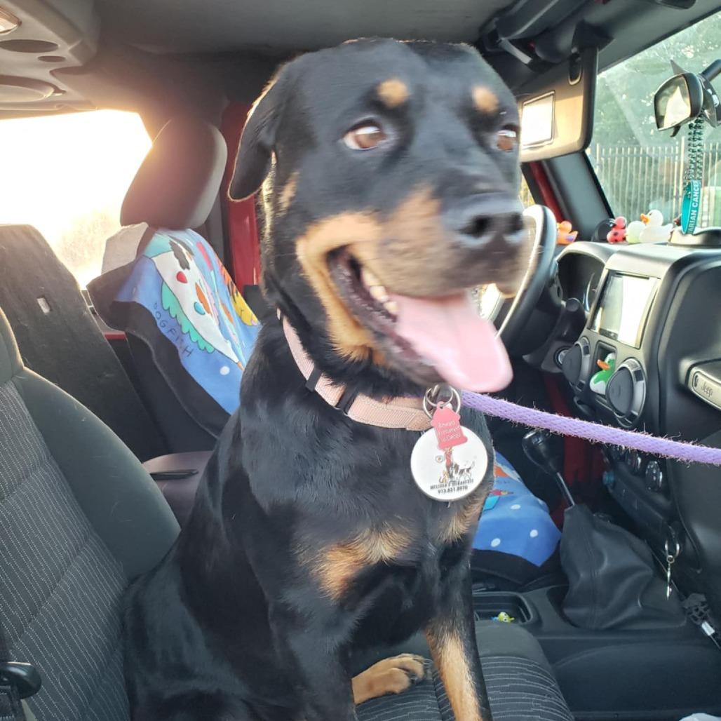 Enlarge Beautiful, a Adoptable mixed breed in Olathe, KS image 3/6