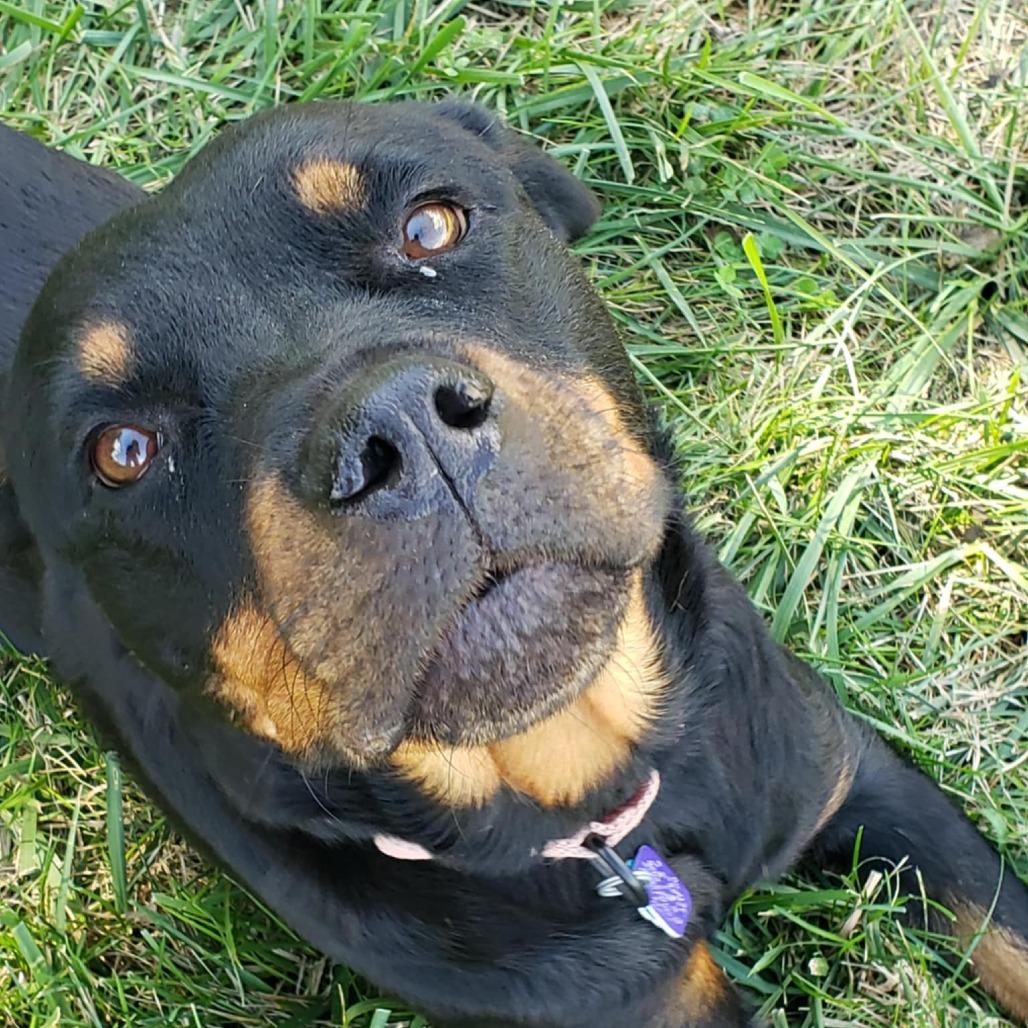 Enlarge Beautiful, a Adoptable mixed breed in Olathe, KS image 4/6