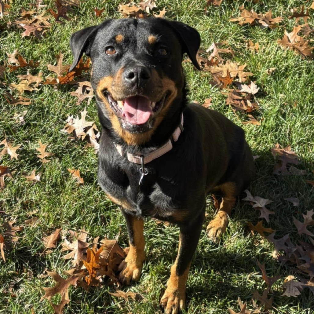 Enlarge Beautiful, a Adoptable mixed breed in Olathe, KS image 5/6