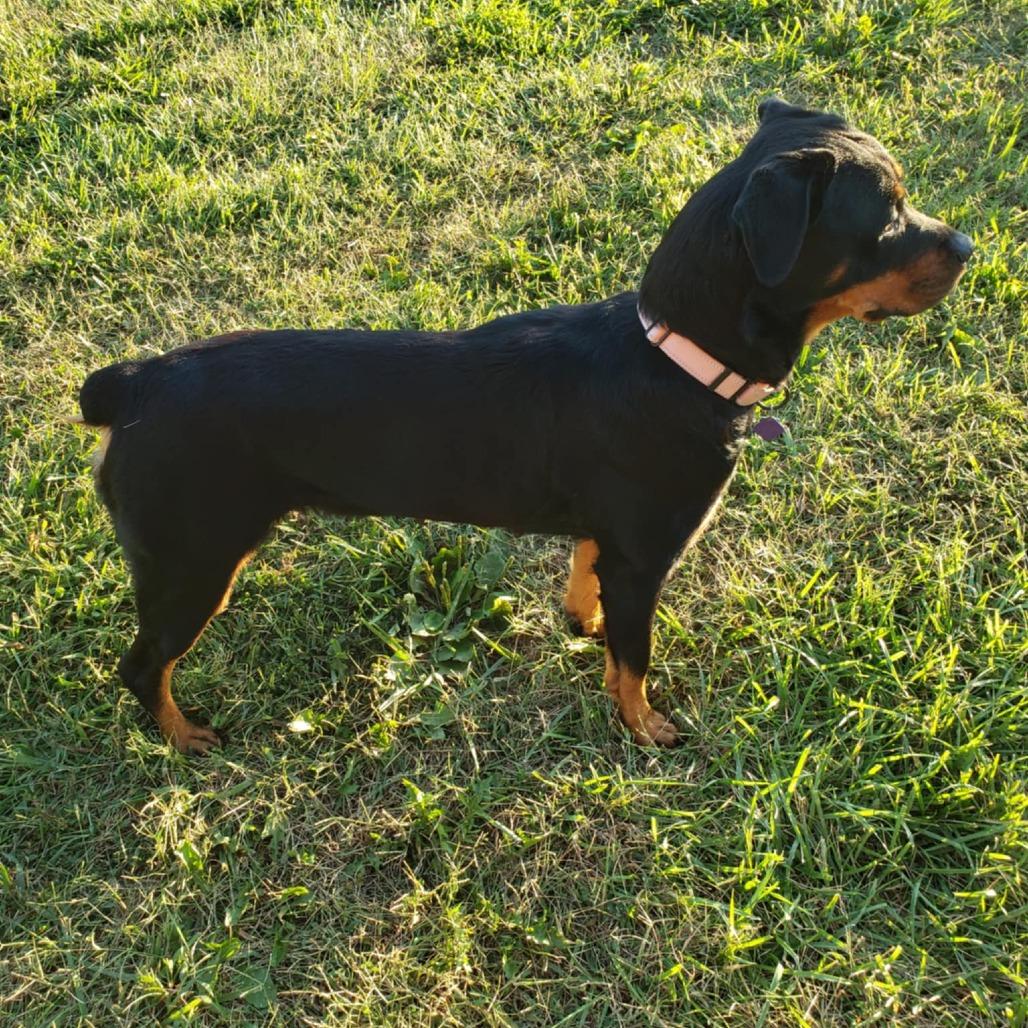 Enlarge Beautiful, a Adoptable mixed breed in Olathe, KS image 6/6