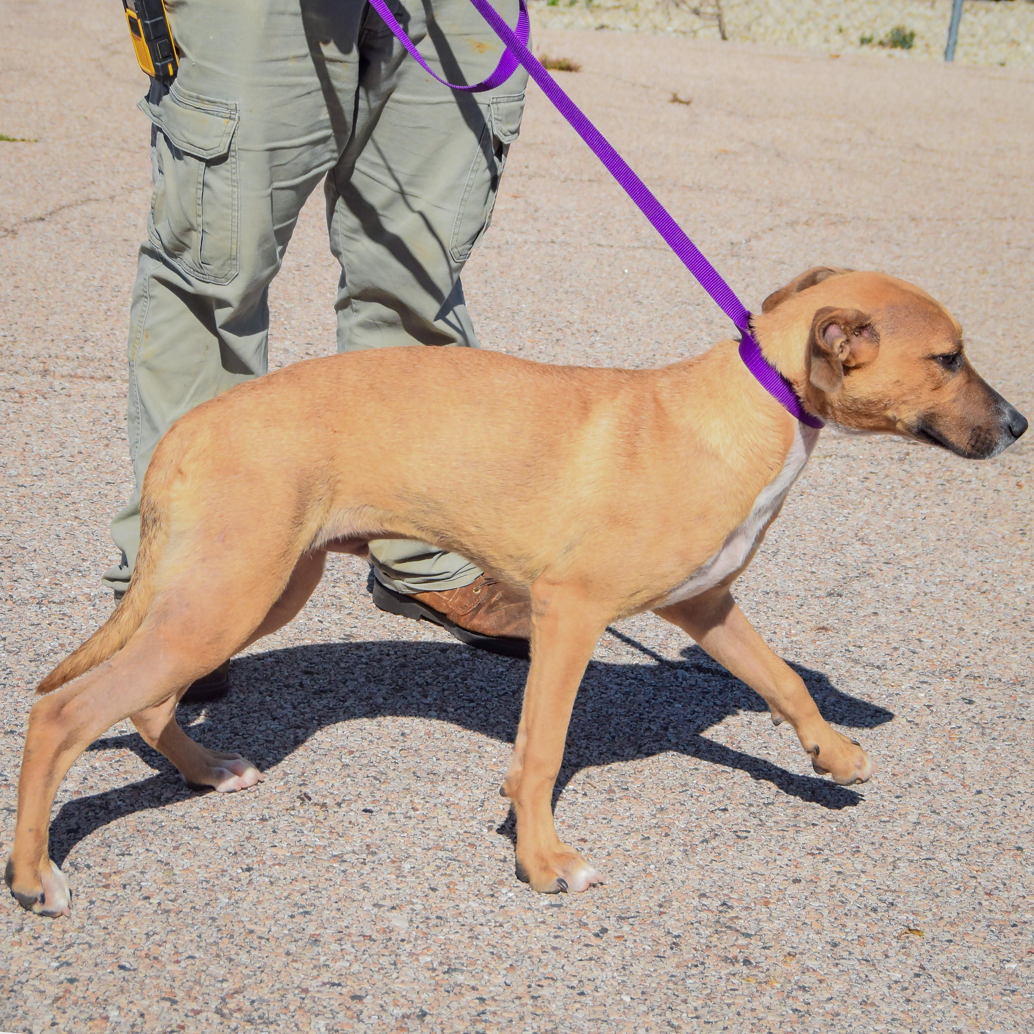 Enlarge Mikey, a Adoptable mixed breed in Huntley, IL image 4/4