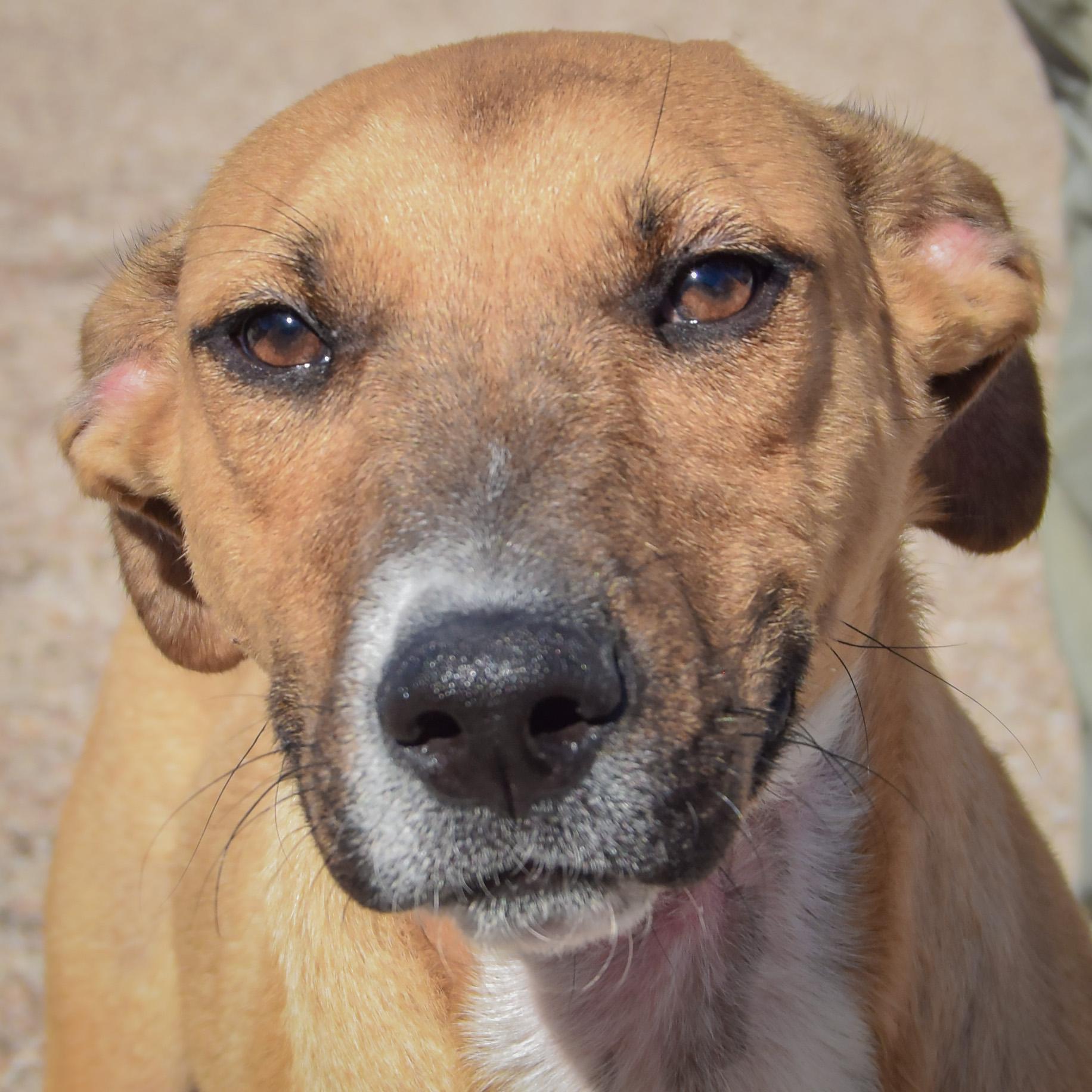 Enlarge Mikey, a Adoptable mixed breed in Huntley, IL image 1/4