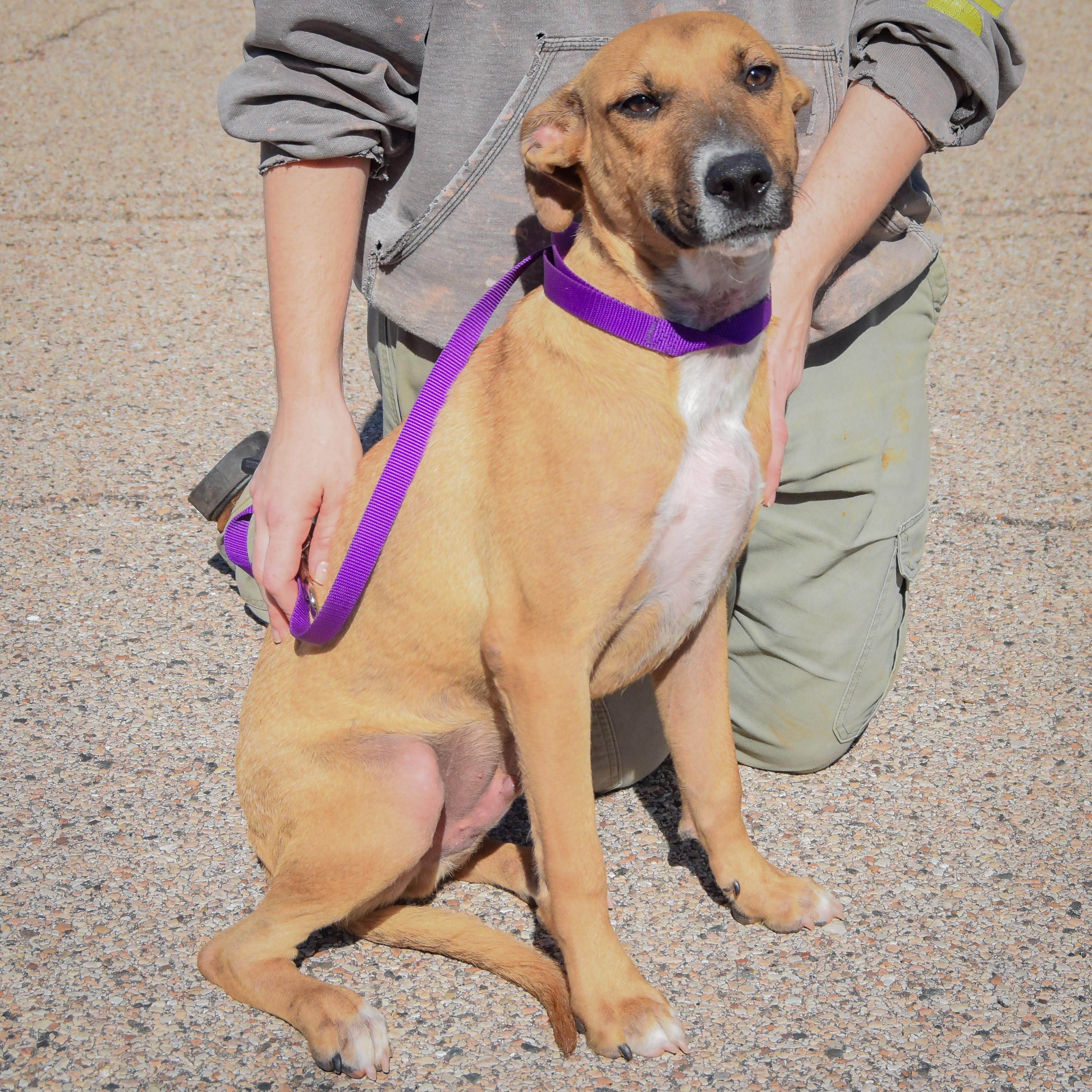 Enlarge Mikey, a Adoptable mixed breed in Huntley, IL image 2/4