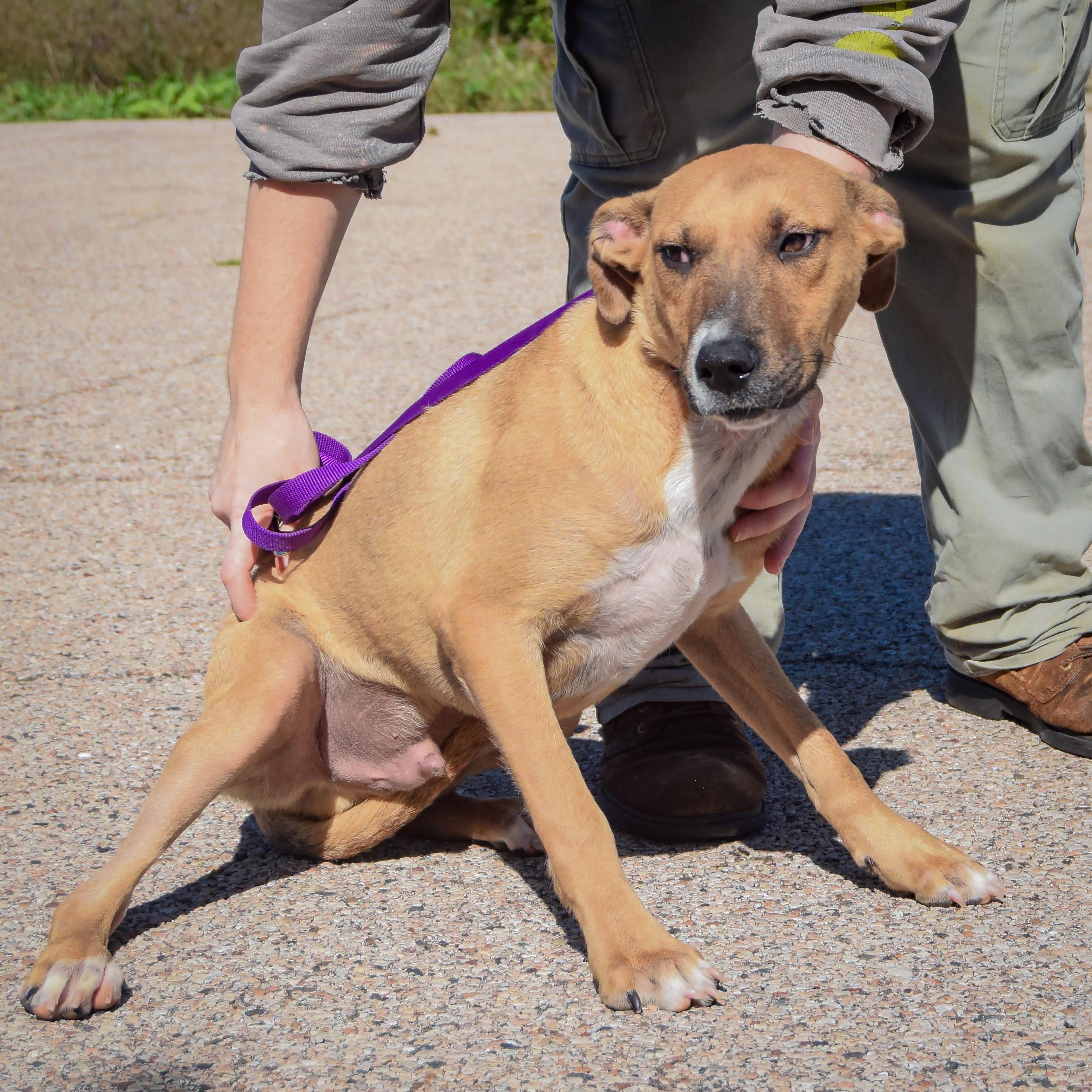 Enlarge Mikey, a Adoptable mixed breed in Huntley, IL image 3/4