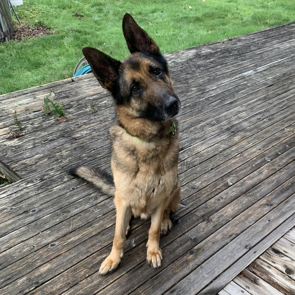 Jacob, Adoptable, Senior Male German Shepherd Dog.