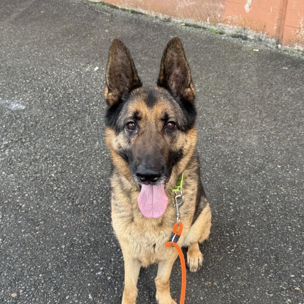 Enlarge Clark, a Adoptable German Shepherd Dog in Tacoma, WA image 2/4