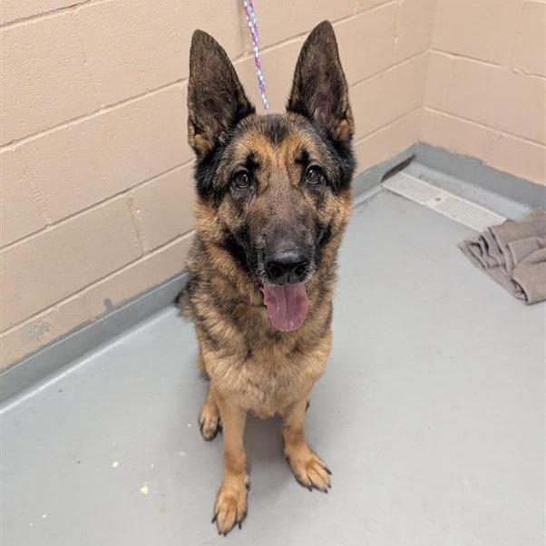 Enlarge Clark, a Adoptable German Shepherd Dog in Tacoma, WA image 3/4