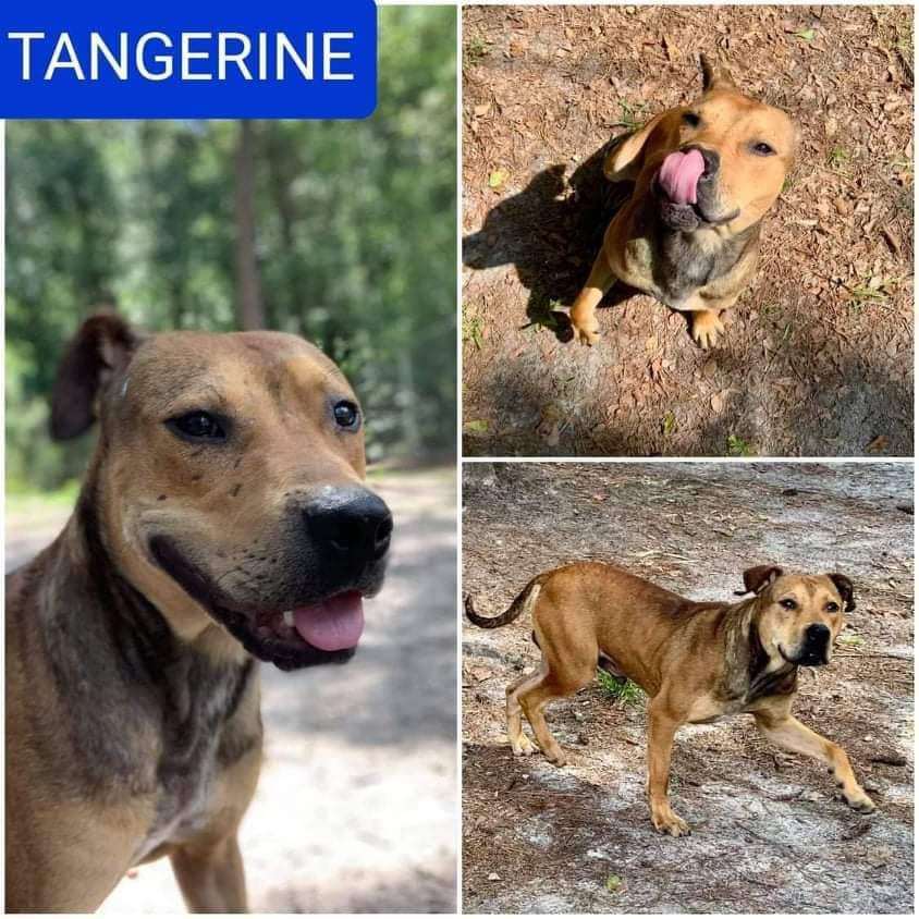 Tangerine, a Adoptable mixed breed in Warren, OH image 1/2