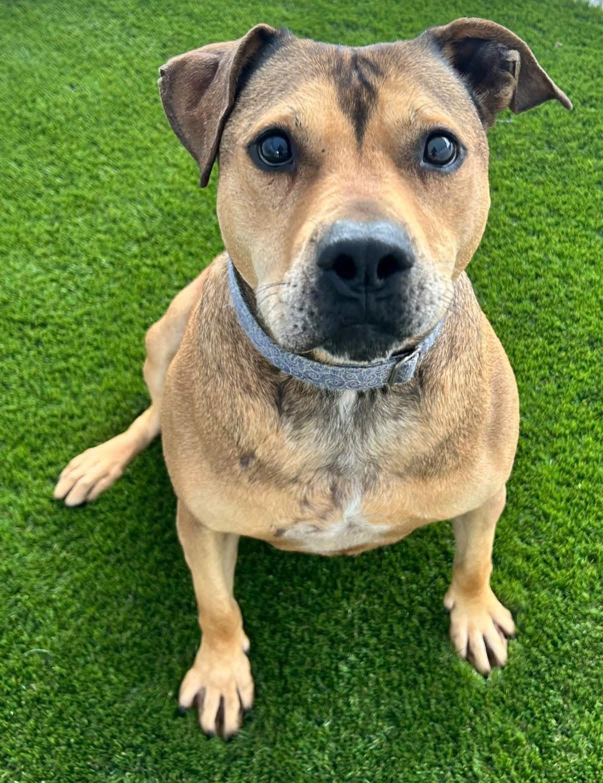 Enlarge Tangerine, an adoption pending mixed breed in Warren, OH image 1/2