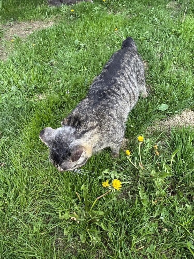 BORIS, Adoptable, Adult Male Domestic Short Hair.