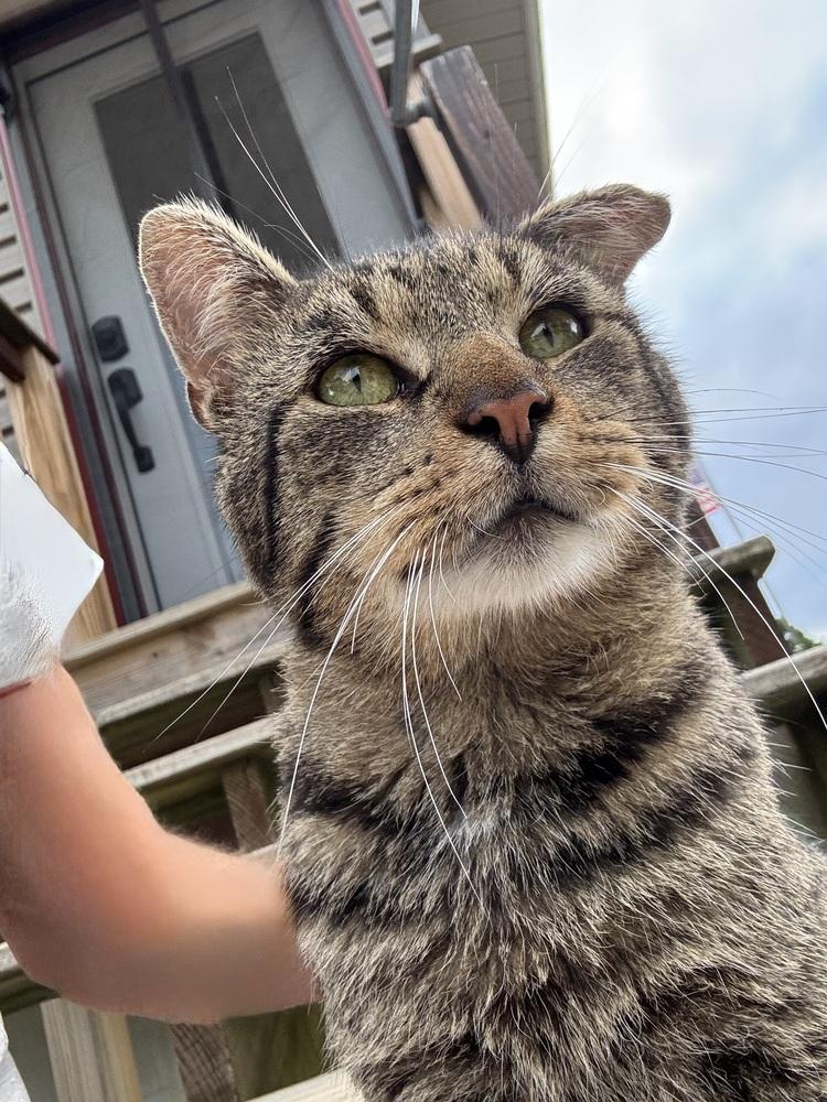 Enlarge BORIS, a Adoptable Domestic Short Hair in New Woodstock, NY image 2/6