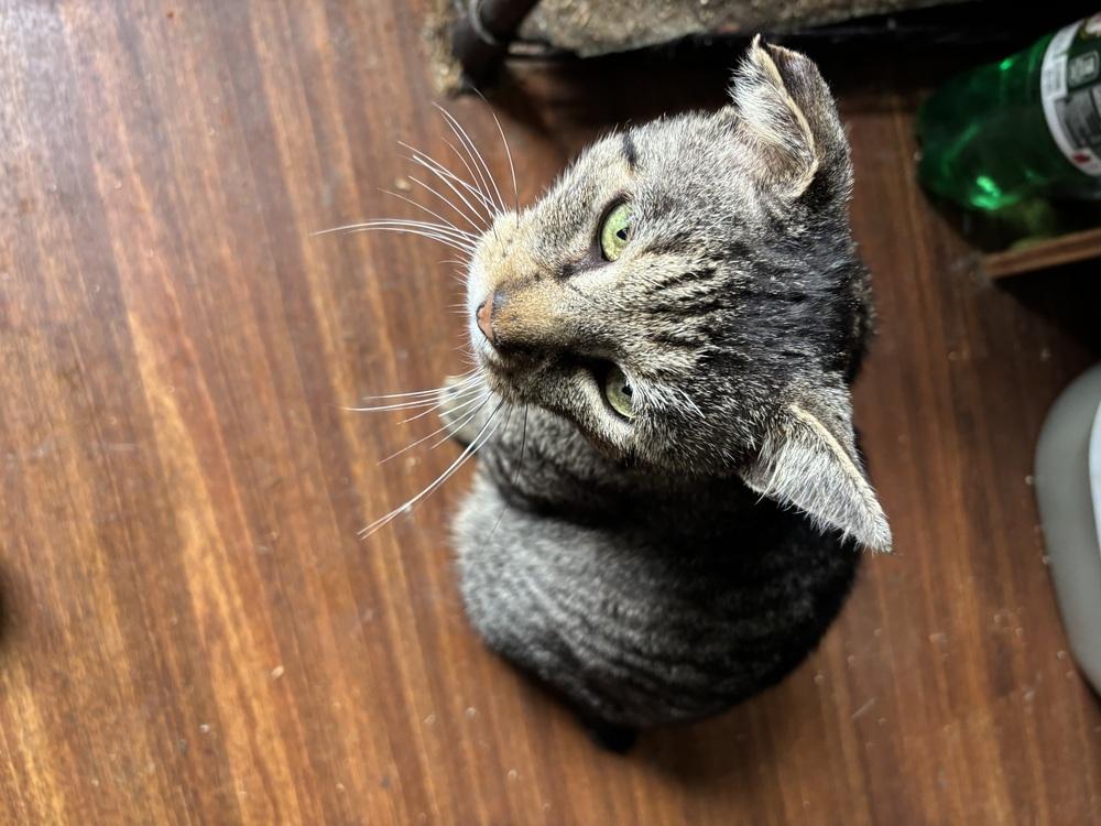 Enlarge BORIS, a Adoptable Domestic Short Hair in New Woodstock, NY image 3/6
