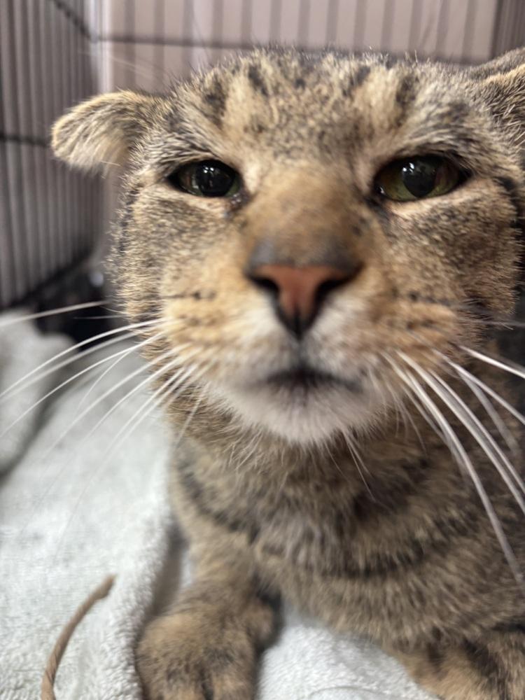 Enlarge BORIS, a Adoptable Domestic Short Hair in New Woodstock, NY image 4/6