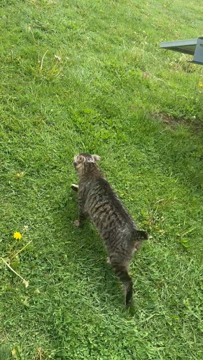 Enlarge BORIS, a Adoptable Domestic Short Hair in New Woodstock, NY video 5/6