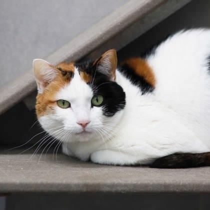 Fiona, Adoptable, Senior Female Domestic Short Hair.