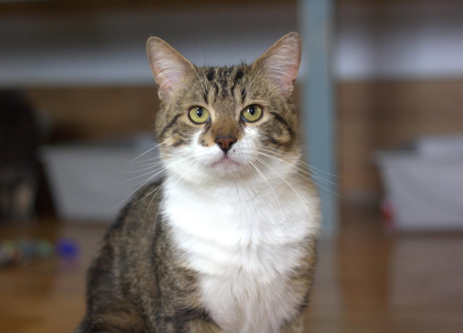 Puamun, Adopted, Young Male Domestic Short Hair.