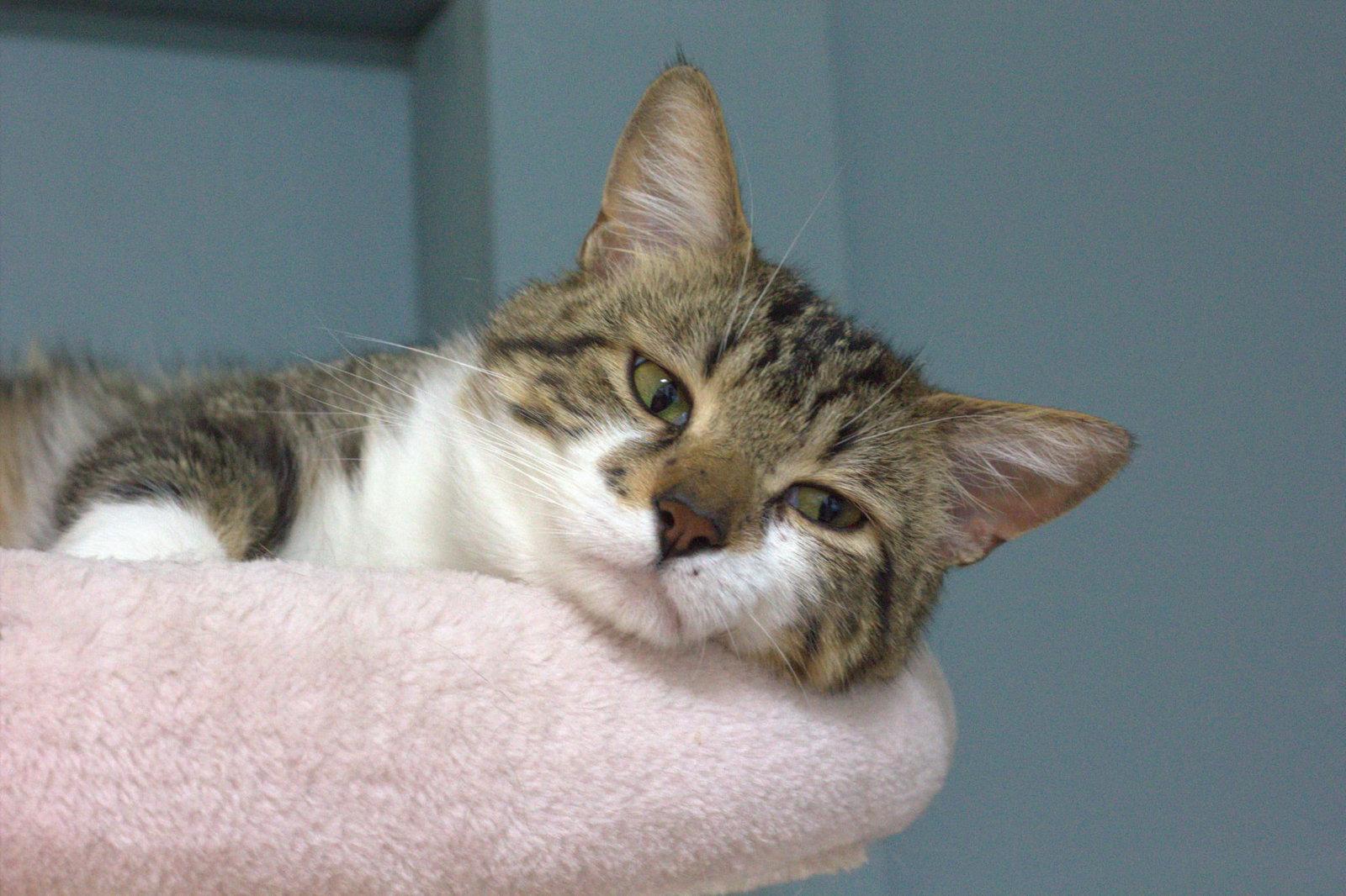 Enlarge Puamun, a Adopted Domestic Short Hair in Montreal, QC image 2/2