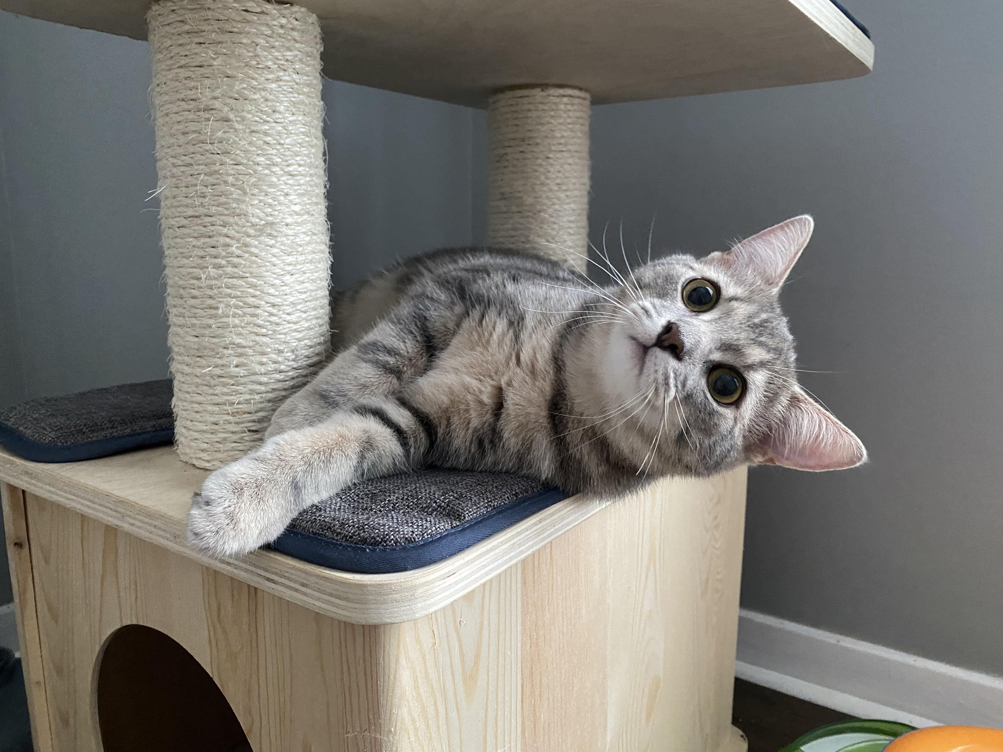 Enlarge Loon & Pewee, a Adoptable Tabby in Orleans, ON image 5/6