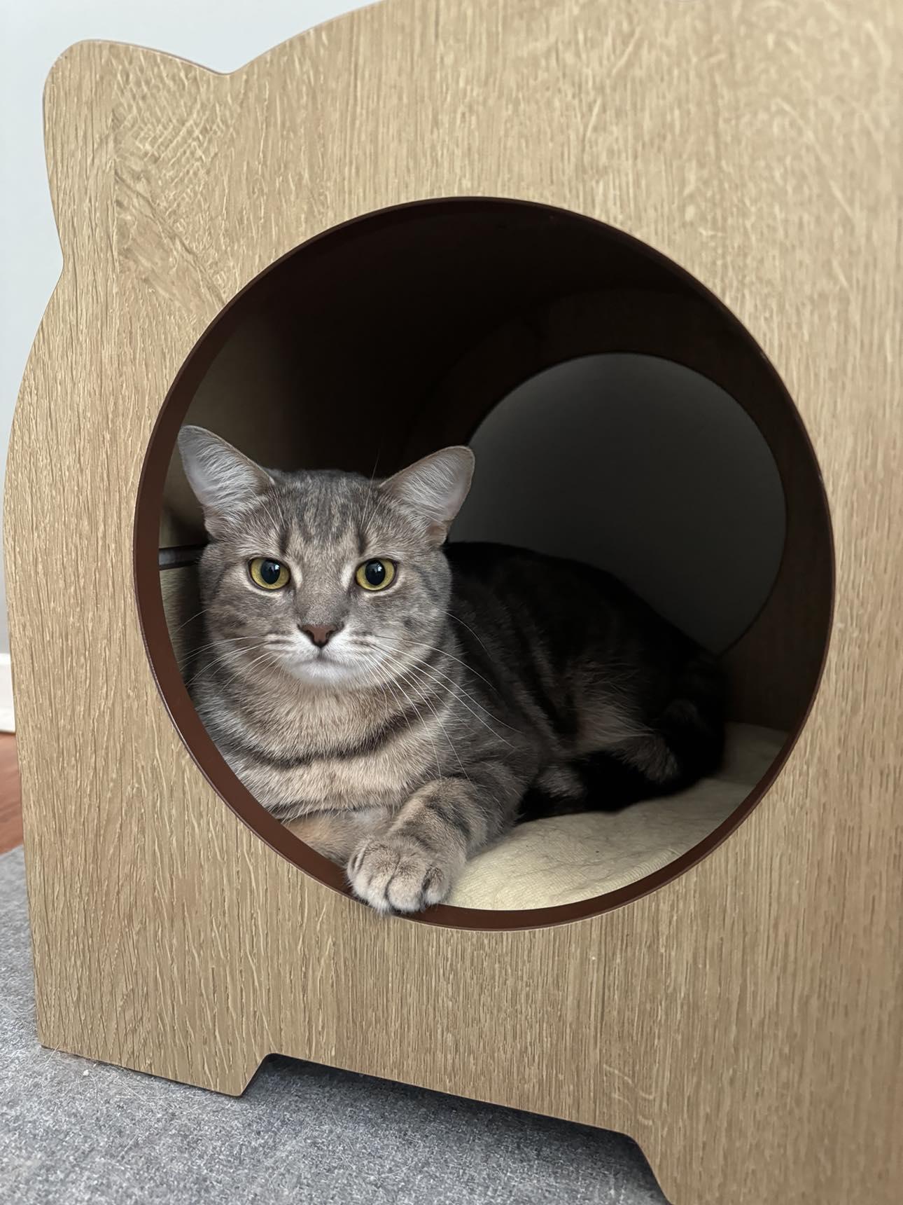 Enlarge Loon & Pewee, a Adoptable Tabby in Orleans, ON image 6/6