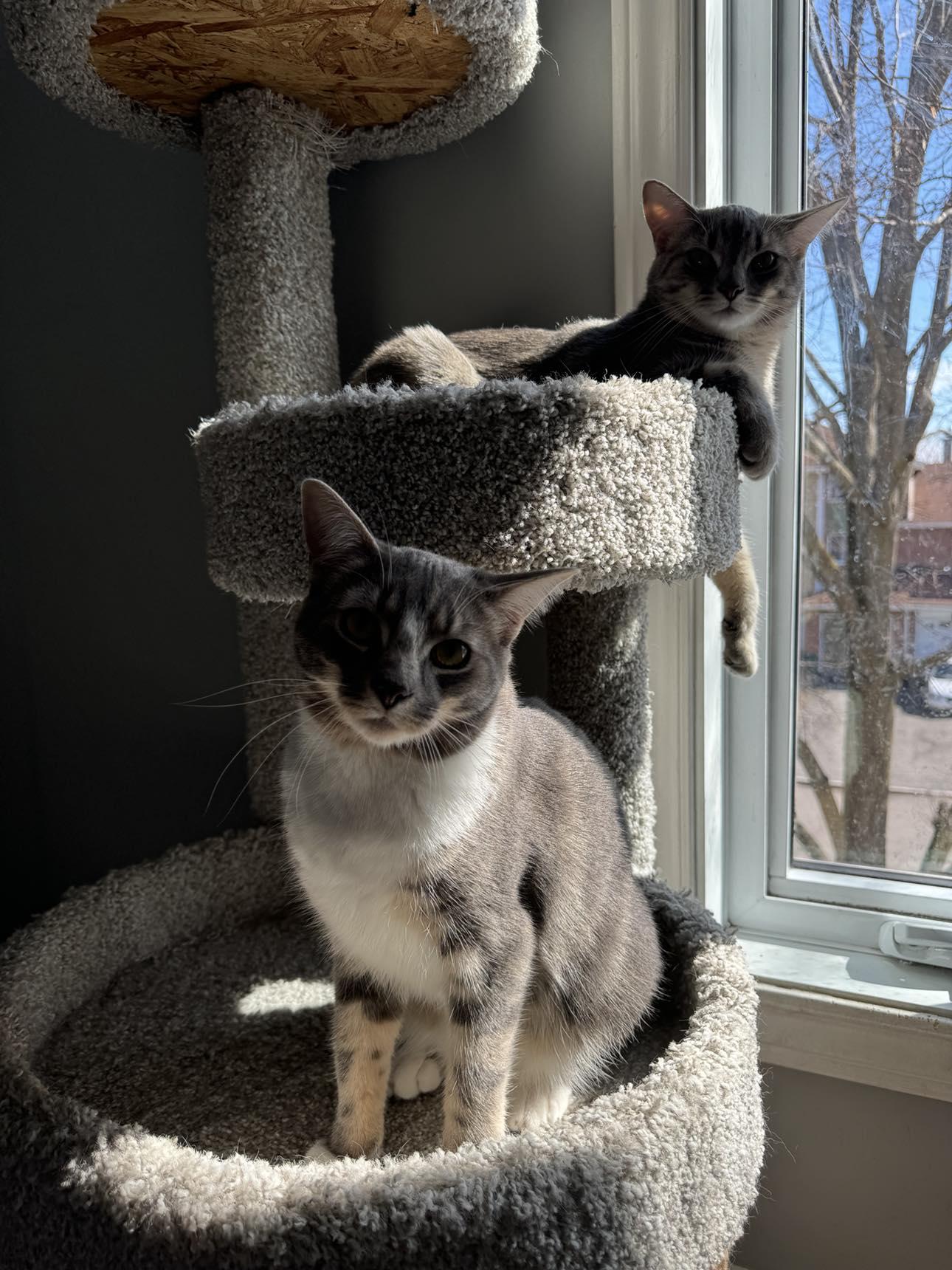 Loon & Pewee, an adoptable Tabby in Orleans, ON, K4A 1X6 | Photo Image 2