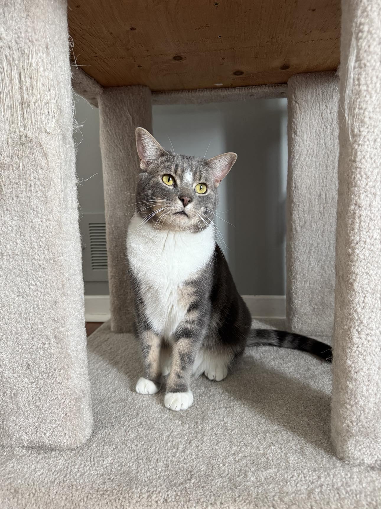 Loon & Pewee, an adoptable Tabby in Orleans, ON, K4A 1X6 | Photo Image 4