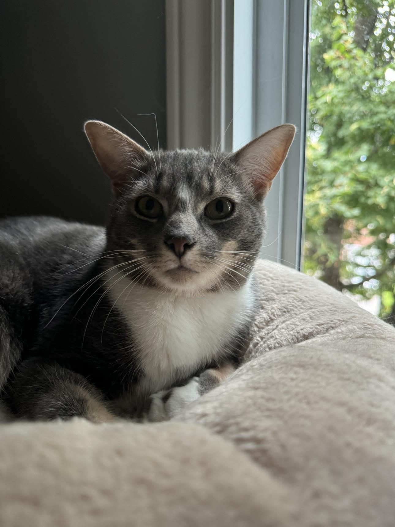 Enlarge Loon & Pewee, a Adoptable Tabby in Orleans, ON image 3/6