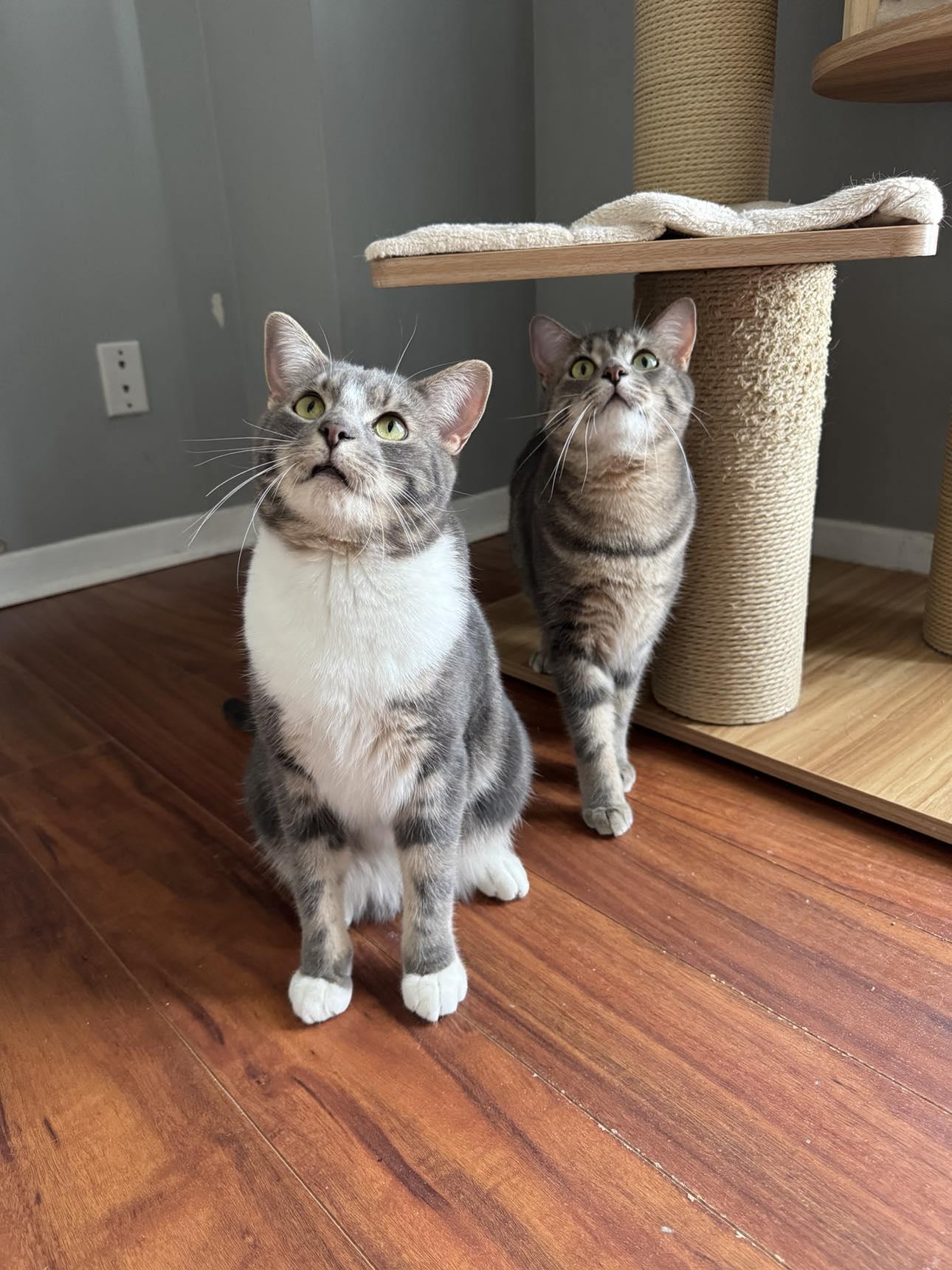 Loon & Pewee, an adoptable Tabby in Orleans, ON, K4A 1X6 | Photo Image 1