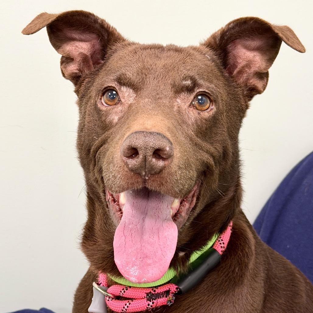 Duke, Adoptable, Adult Male Mixed Breed.