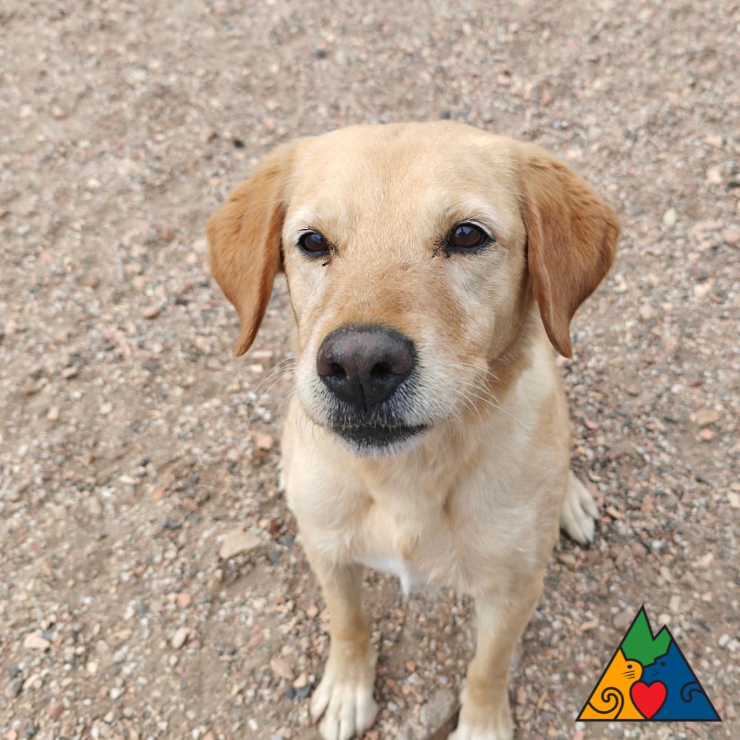 Enlarge Goldy, an adoptable mixed breed in Douglas, WY image 6/6