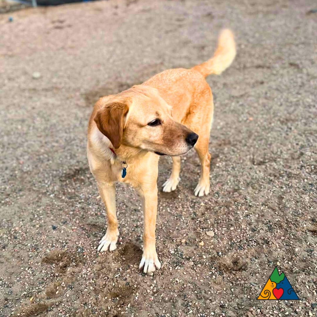 Goldy, ADOPTABLE, Adult Female Yellow Labrador Retriever & Golden Retriever.