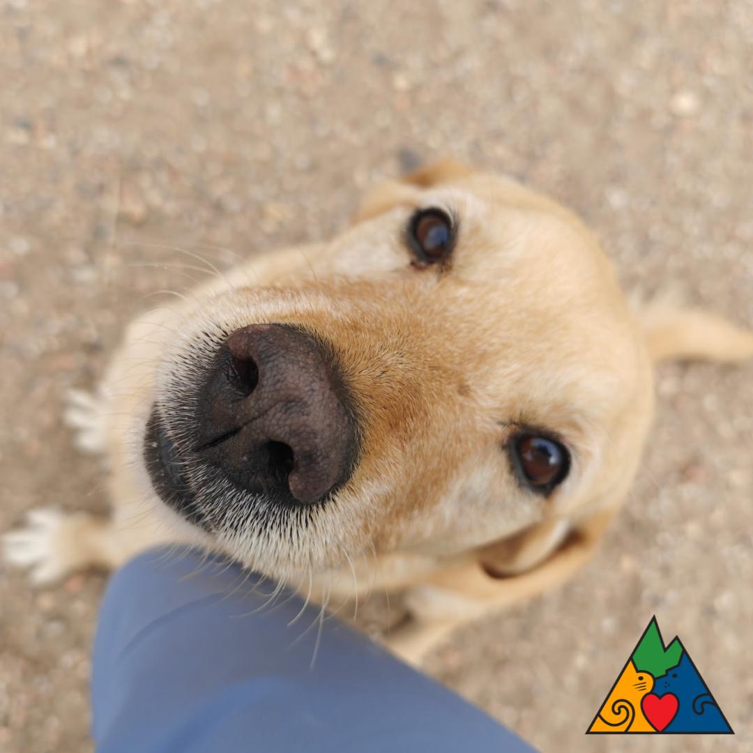 Goldy, adoptable, Adult Female Yellow Labrador Retriever & Golden Retriever.
