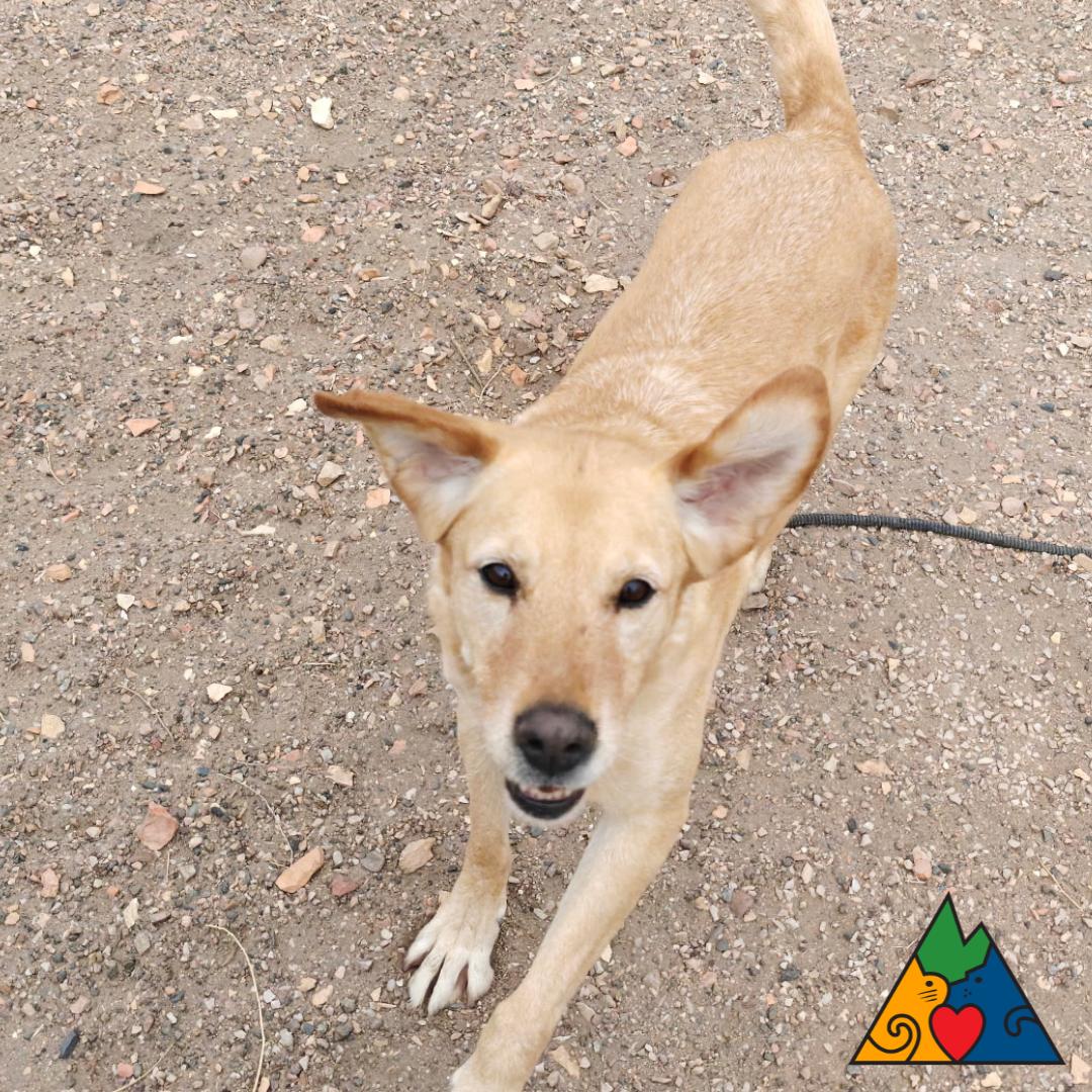 Enlarge Goldy, an adoptable mixed breed in Douglas, WY image 5/6