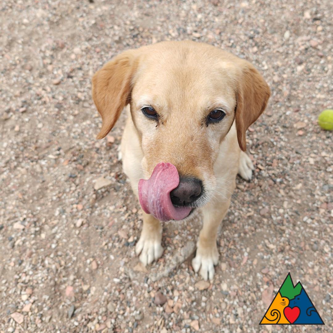 Enlarge Goldy, an adoptable mixed breed in Douglas, WY image 3/6