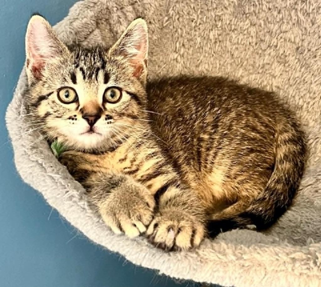Buzz, Adoptable, Kitten Male Domestic Short Hair.