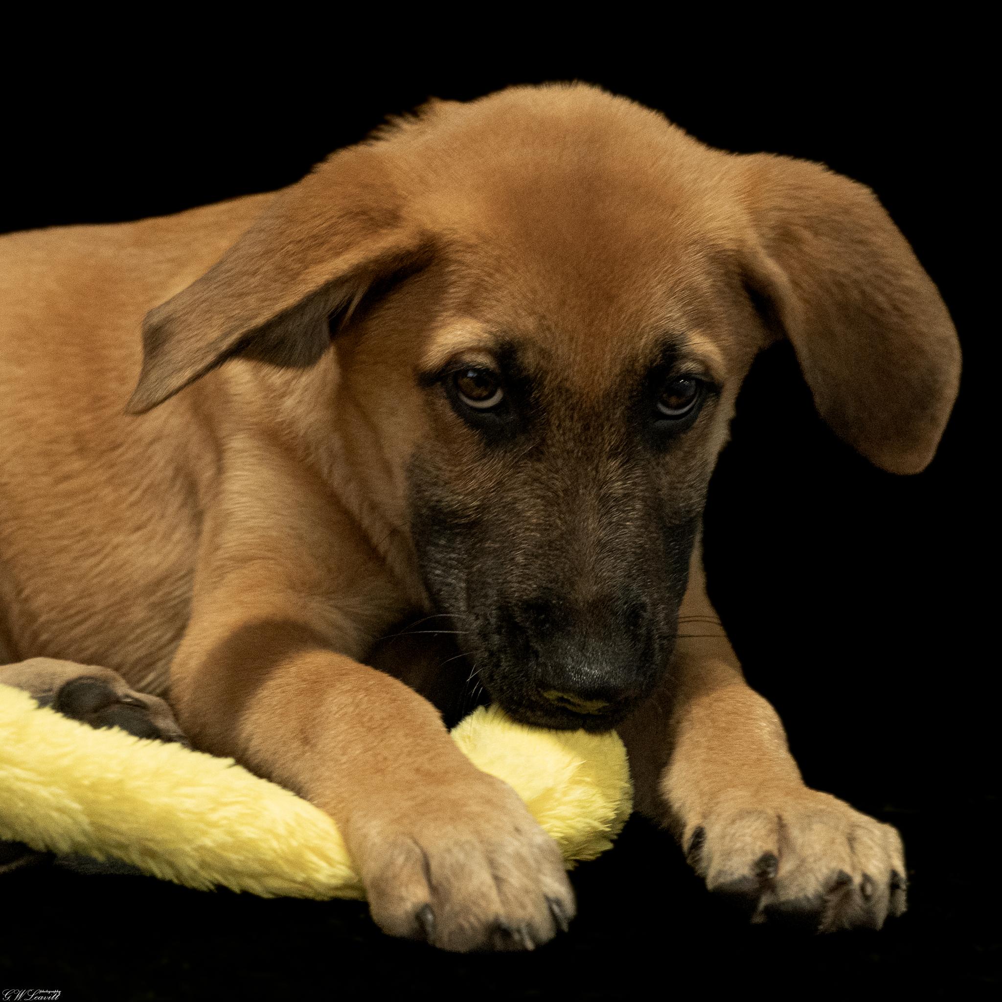 Gunner, an adopted mixed breed in Argyle, NY image 4/4