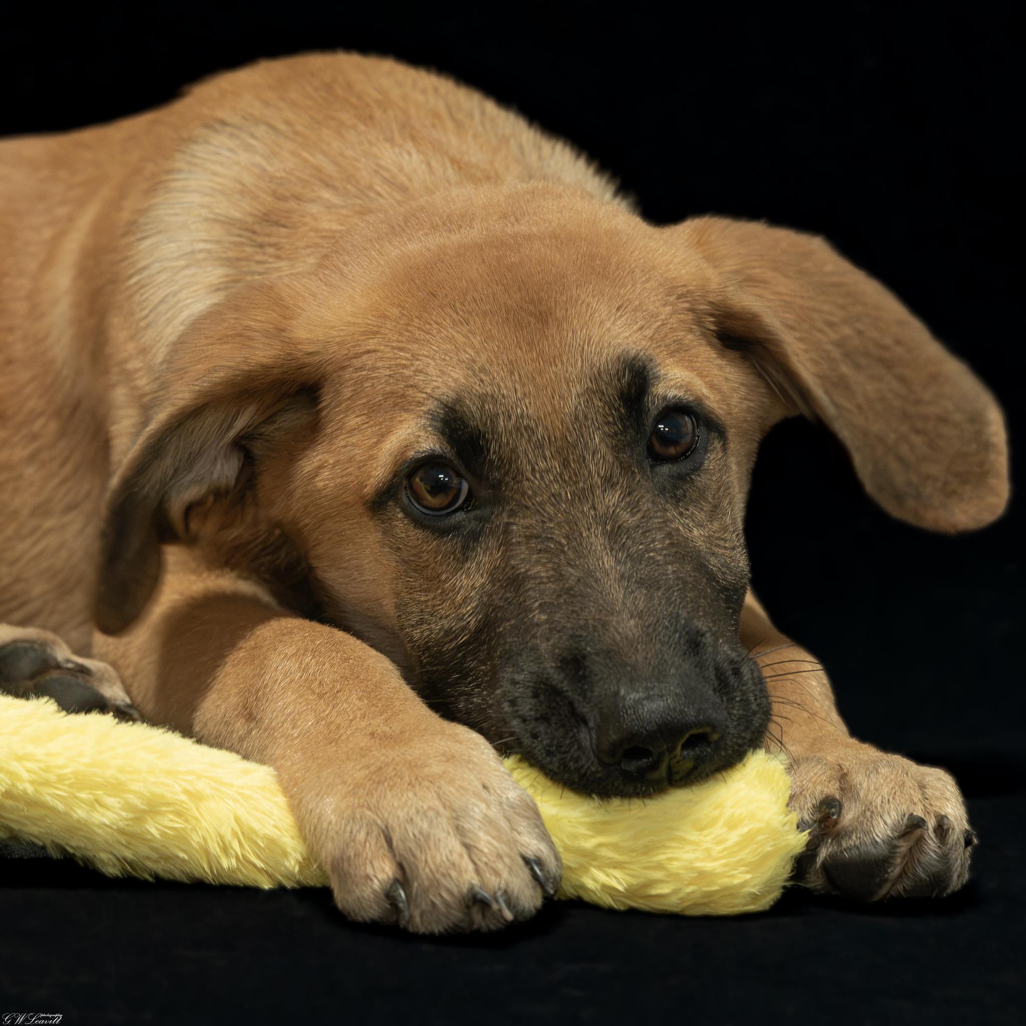Gunner, an adopted mixed breed in Argyle, NY image 1/4