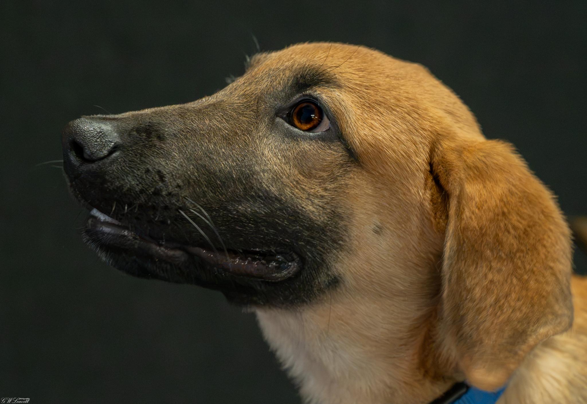 Gunner, an adopted mixed breed in Argyle, NY image 2/4