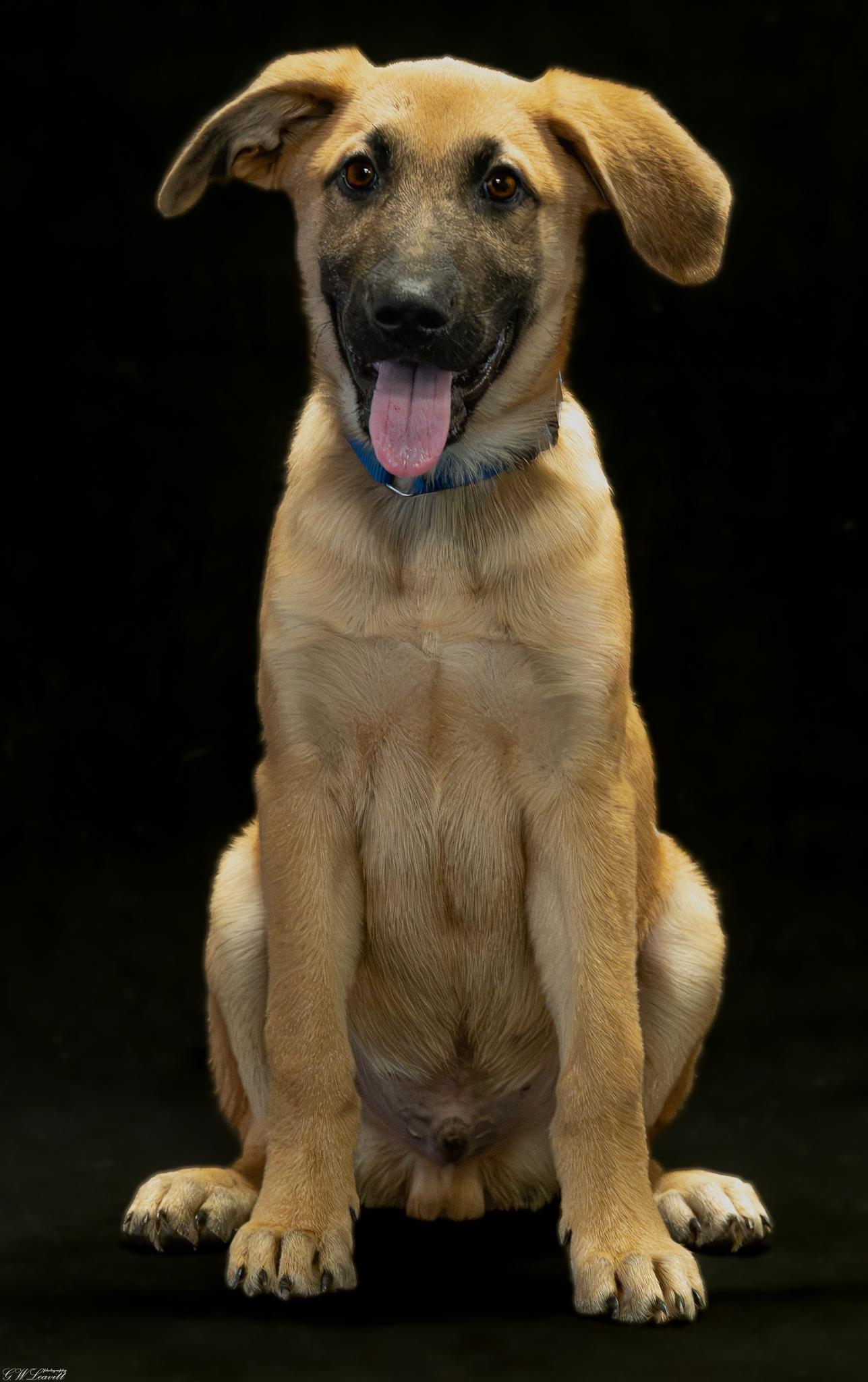Gunner, an adopted mixed breed in Argyle, NY image 3/4