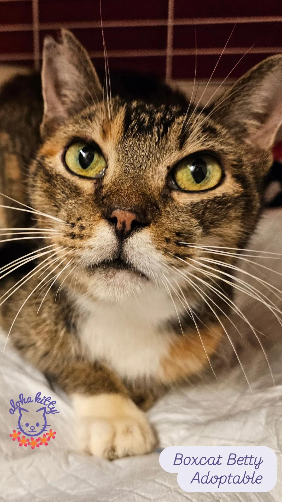 Enlarge Boxcat Betty, a Adoptable Domestic Short Hair in Honolulu, HI image 1/1
