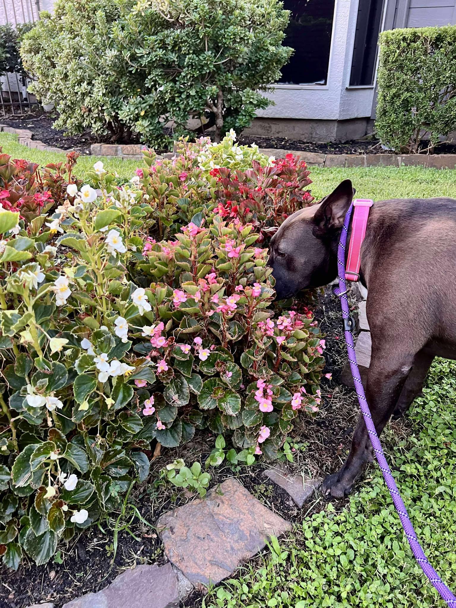 Chloe, a Adoptable mixed breed in Portland, OR image 3/6