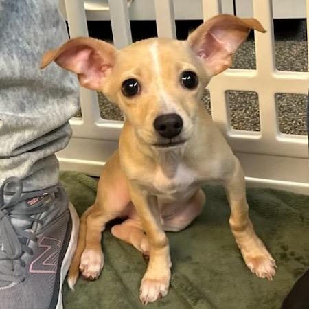 Enlarge Birch, a Adoptable mixed breed in Sacramento, CA image 1/2