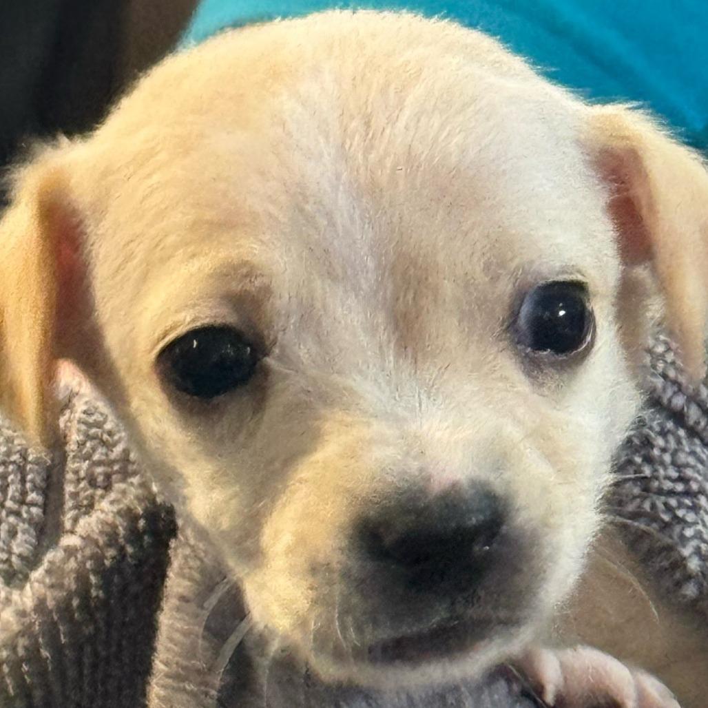 Birch, Adoptable, Puppy Male Chihuahua & Mixed Breed.