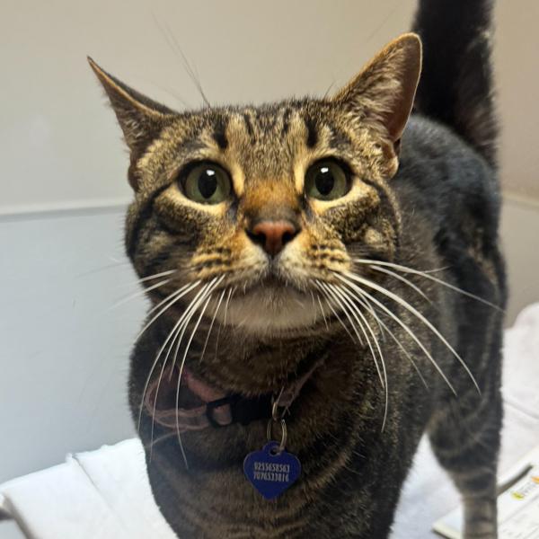 Penelope, Adoptable, Adult Female Domestic Short Hair.