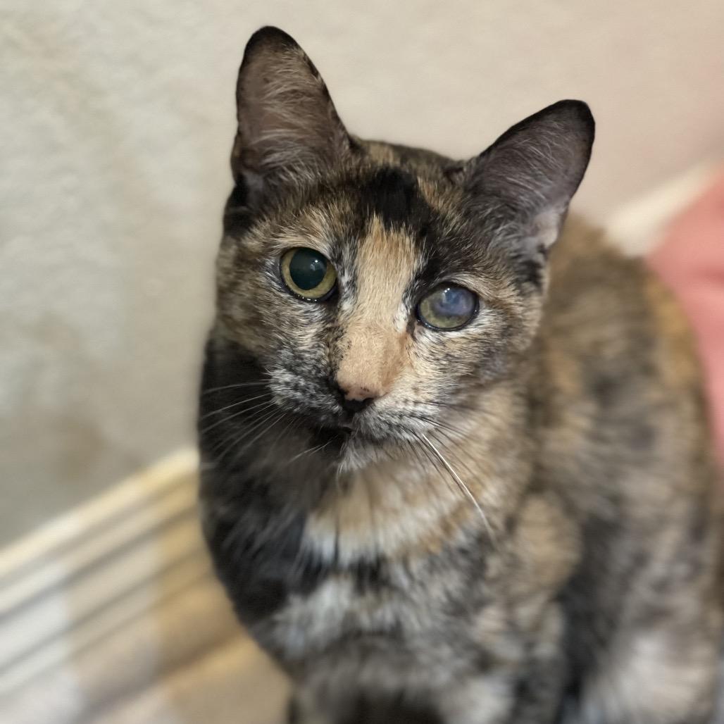 Miss Miggles, a Adoptable Domestic Short Hair in Long Beach, CA image 1/3